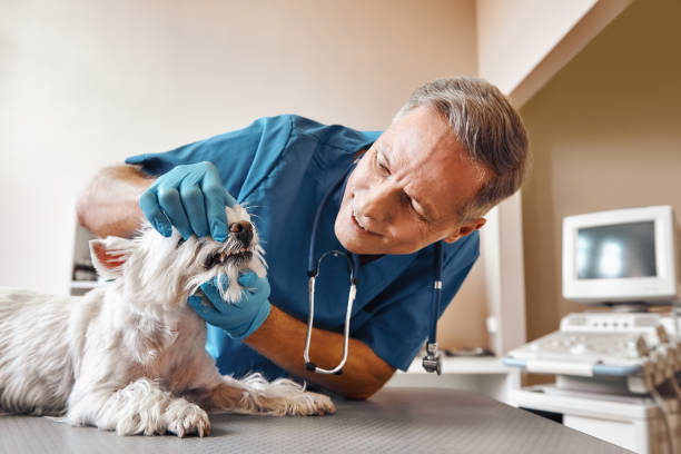 Best Pediatric Emergency Dentist in Silver Lakes, CA